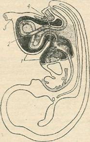 Схема зародыша